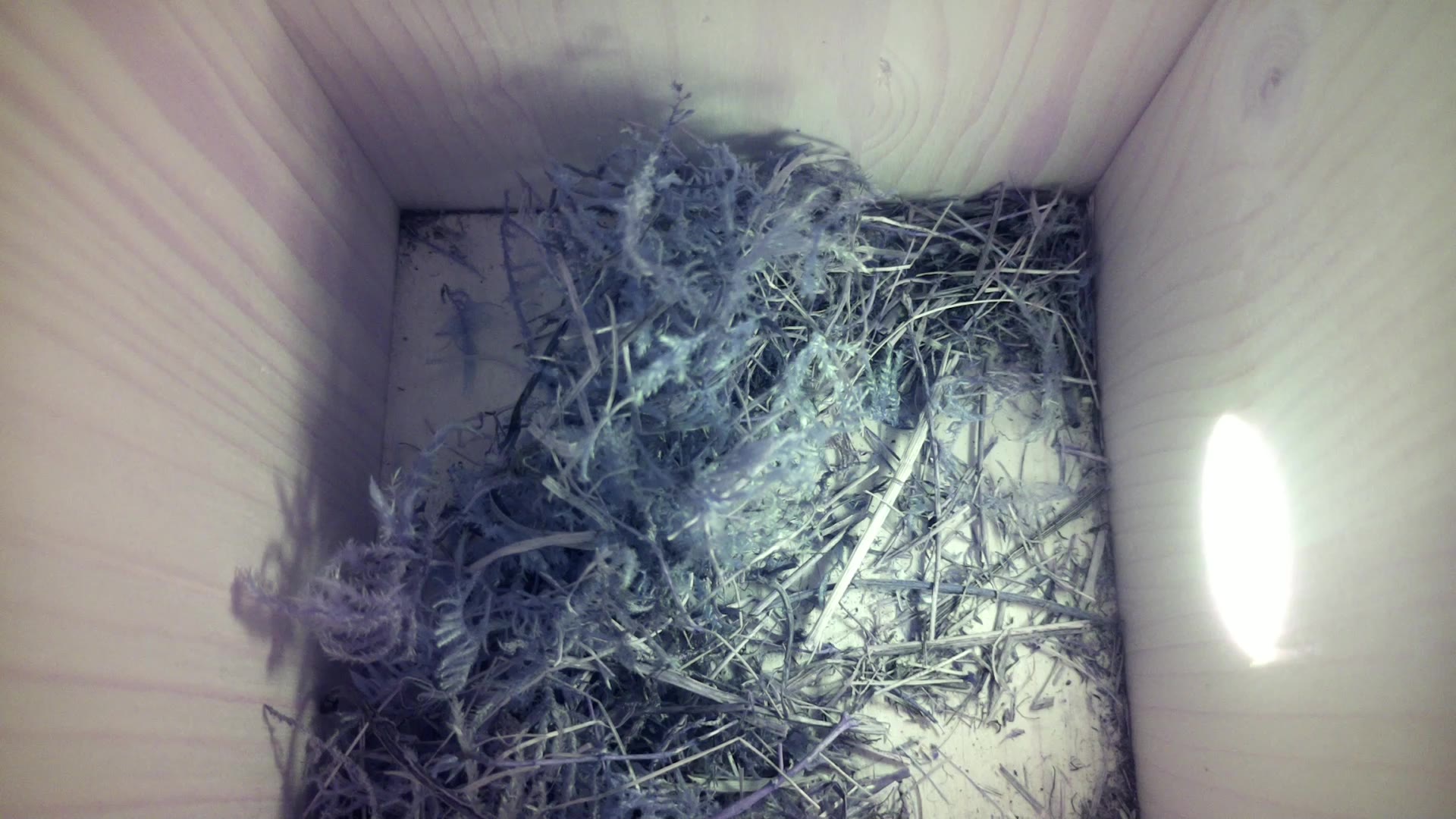 Aufnahme aus dem Vogelhaus