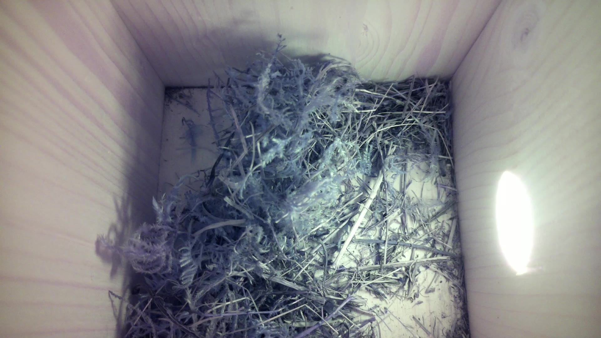 Aufnahme aus dem Vogelhaus