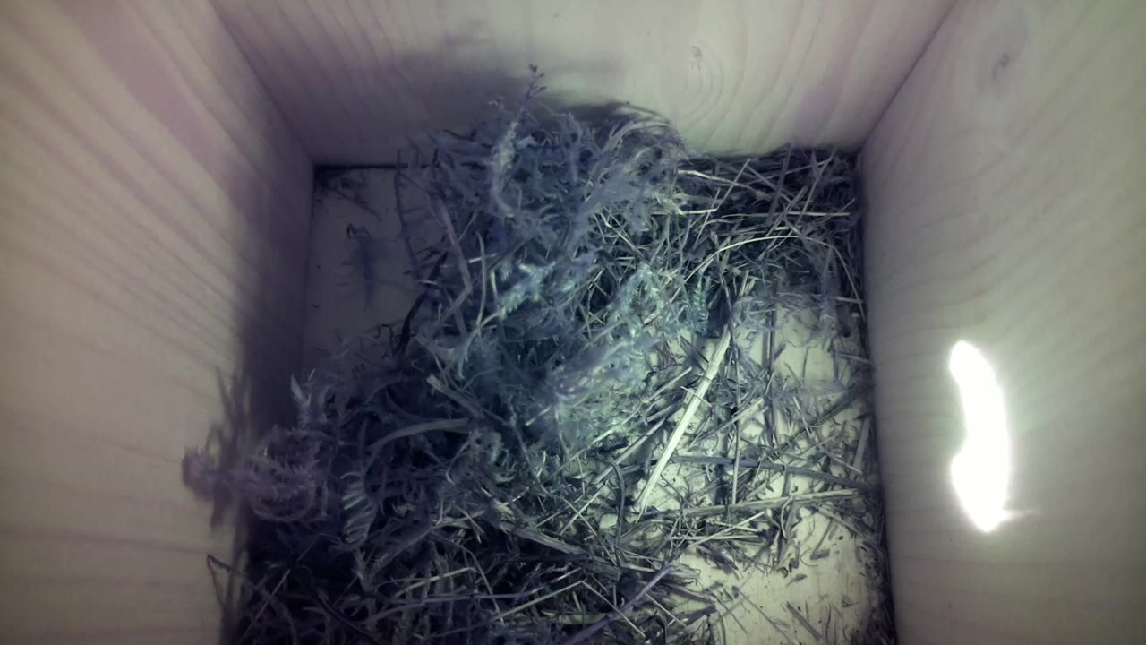 Aufnahme aus dem Vogelhaus