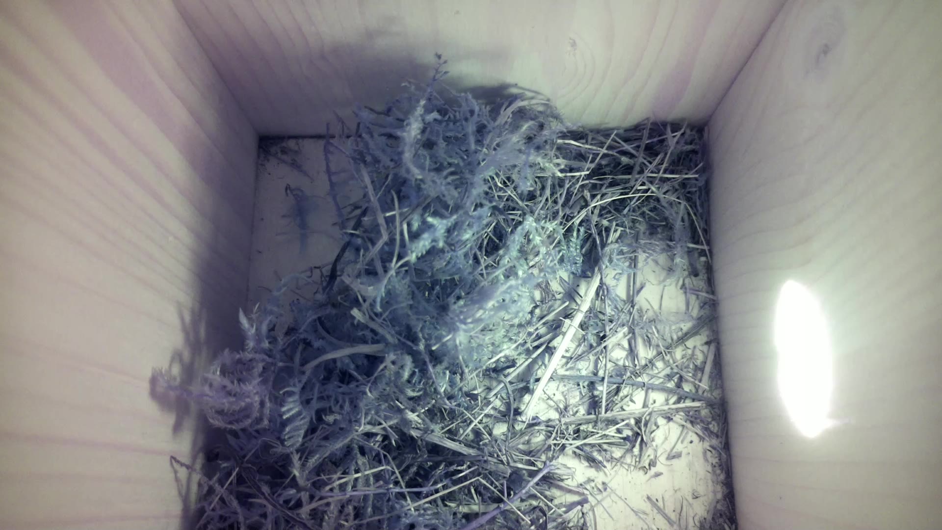 Aufnahme aus dem Vogelhaus