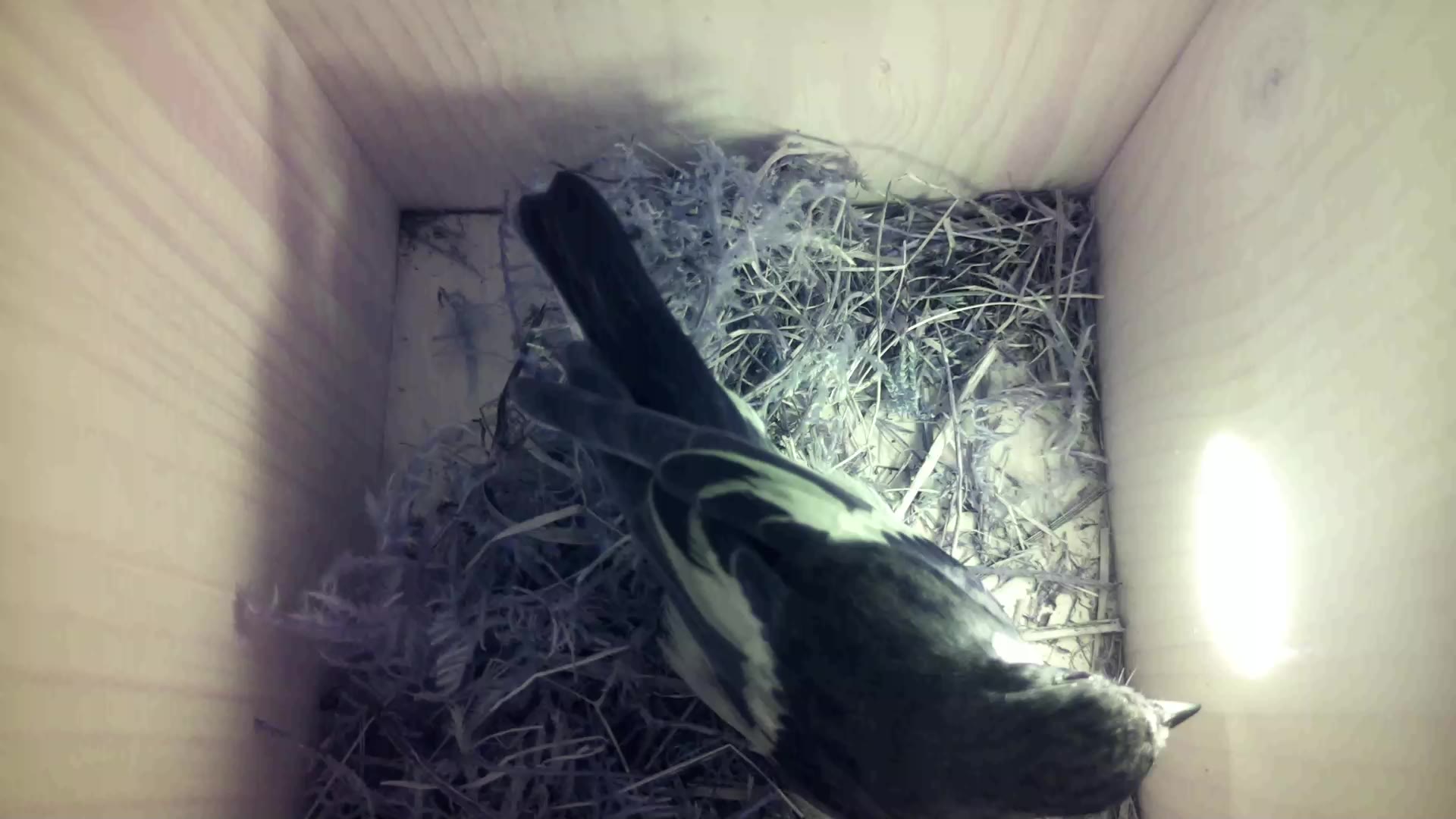 Aufnahme aus dem Vogelhaus