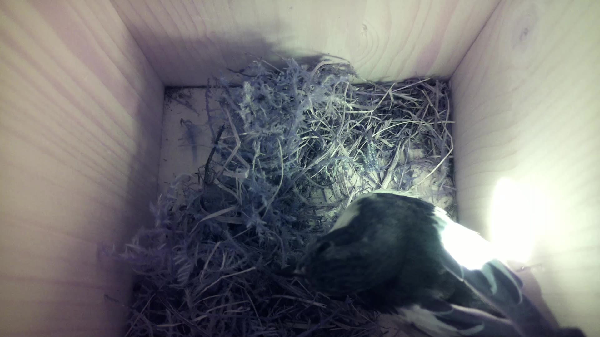 Aufnahme aus dem Vogelhaus