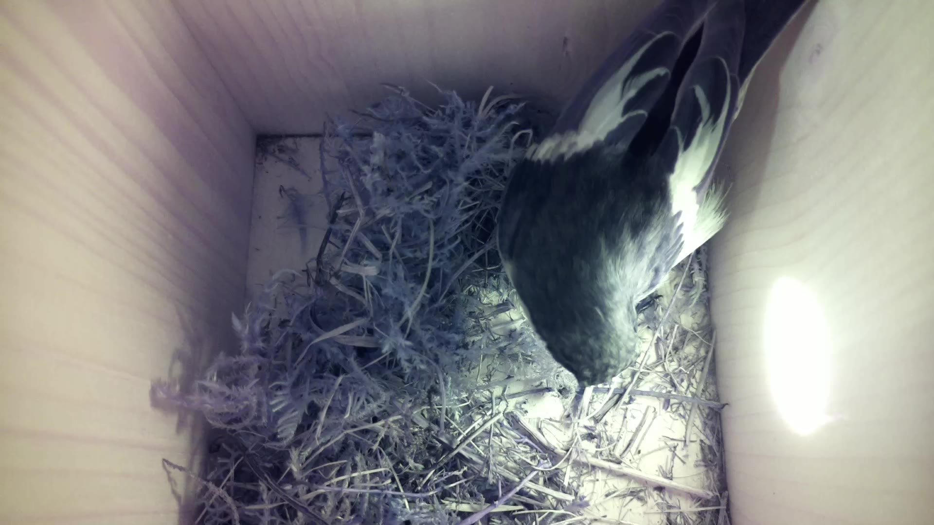 Aufnahme aus dem Vogelhaus