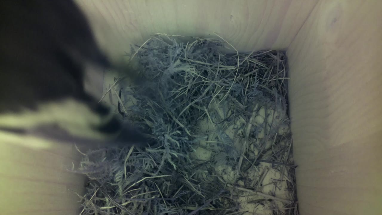 Aufnahme aus dem Vogelhaus