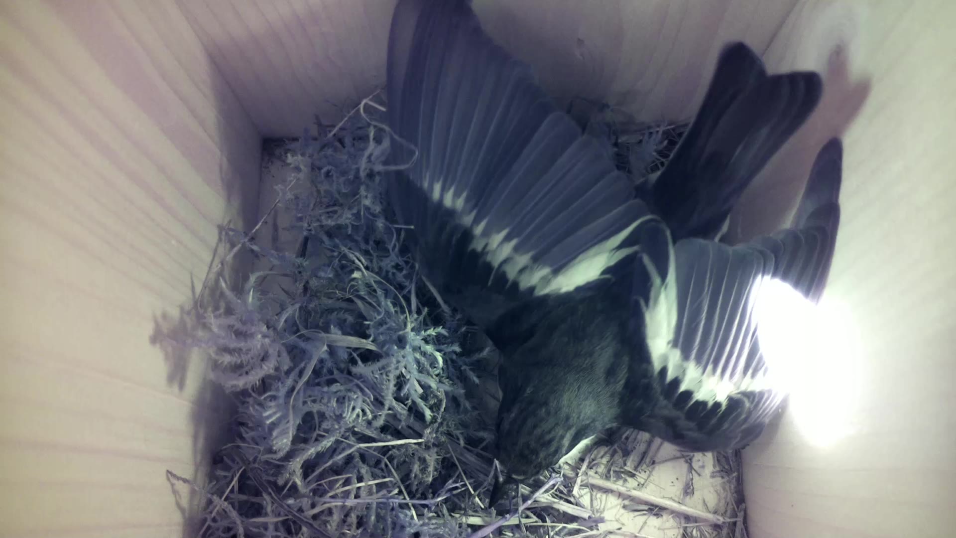 Aufnahme aus dem Vogelhaus
