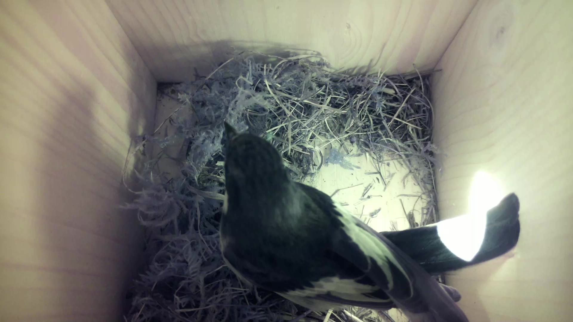 Aufnahme aus dem Vogelhaus