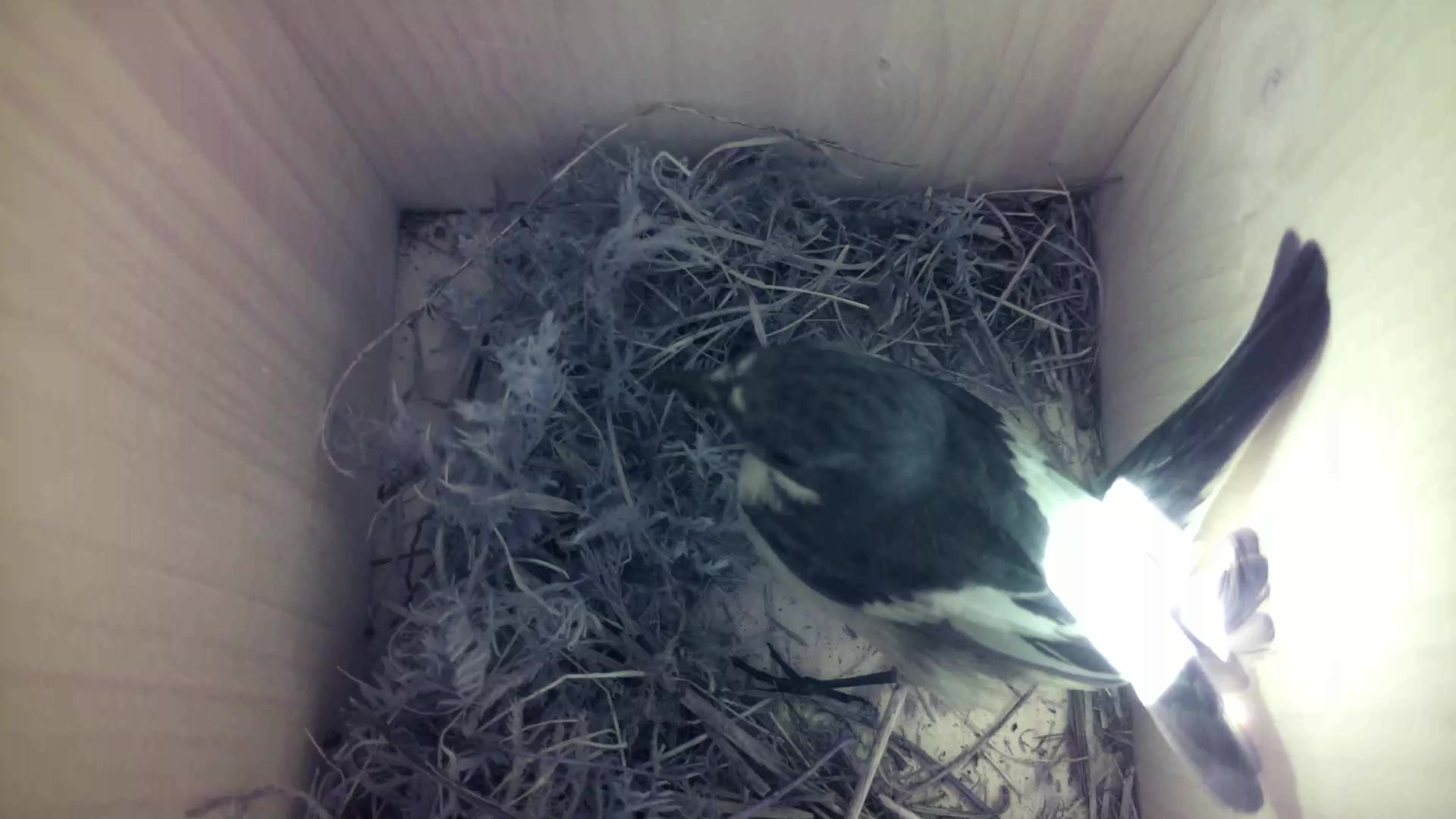 Aufnahme aus dem Vogelhaus