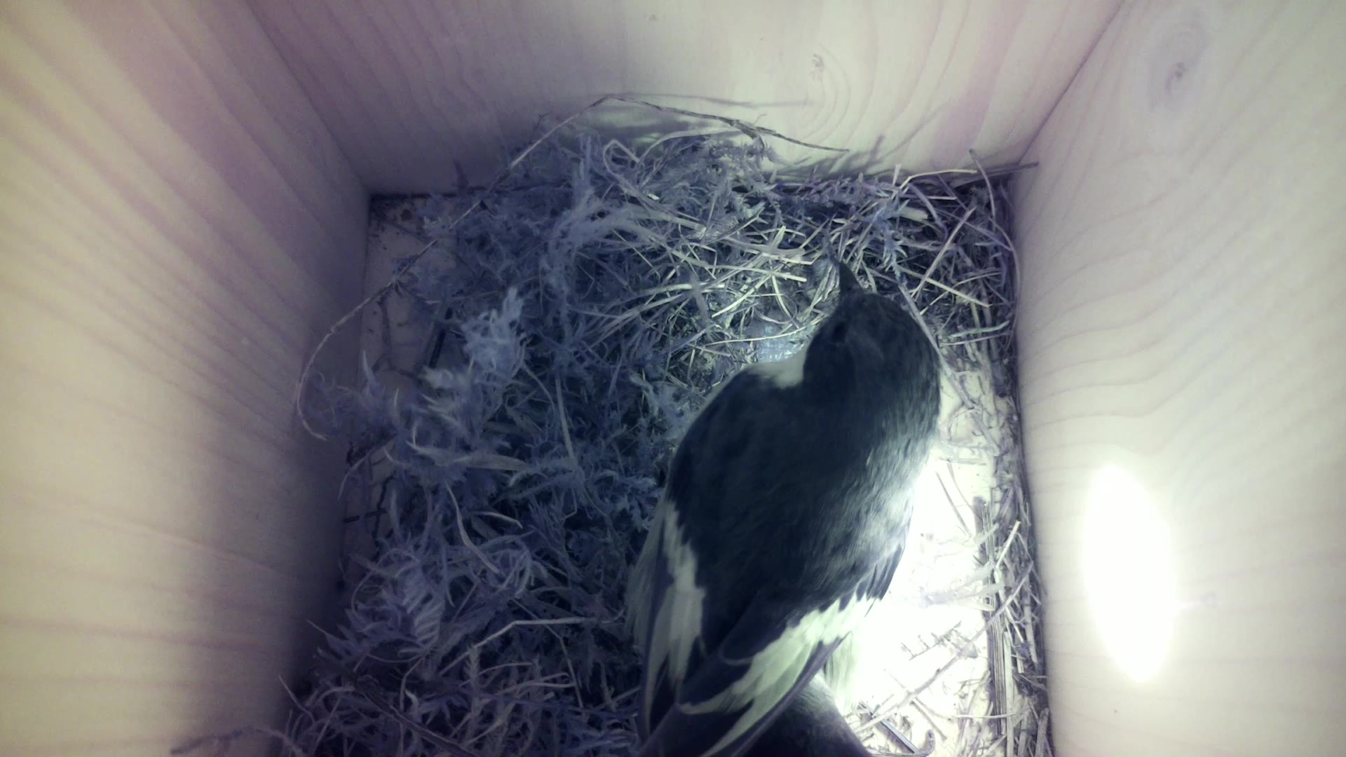 Aufnahme aus dem Vogelhaus