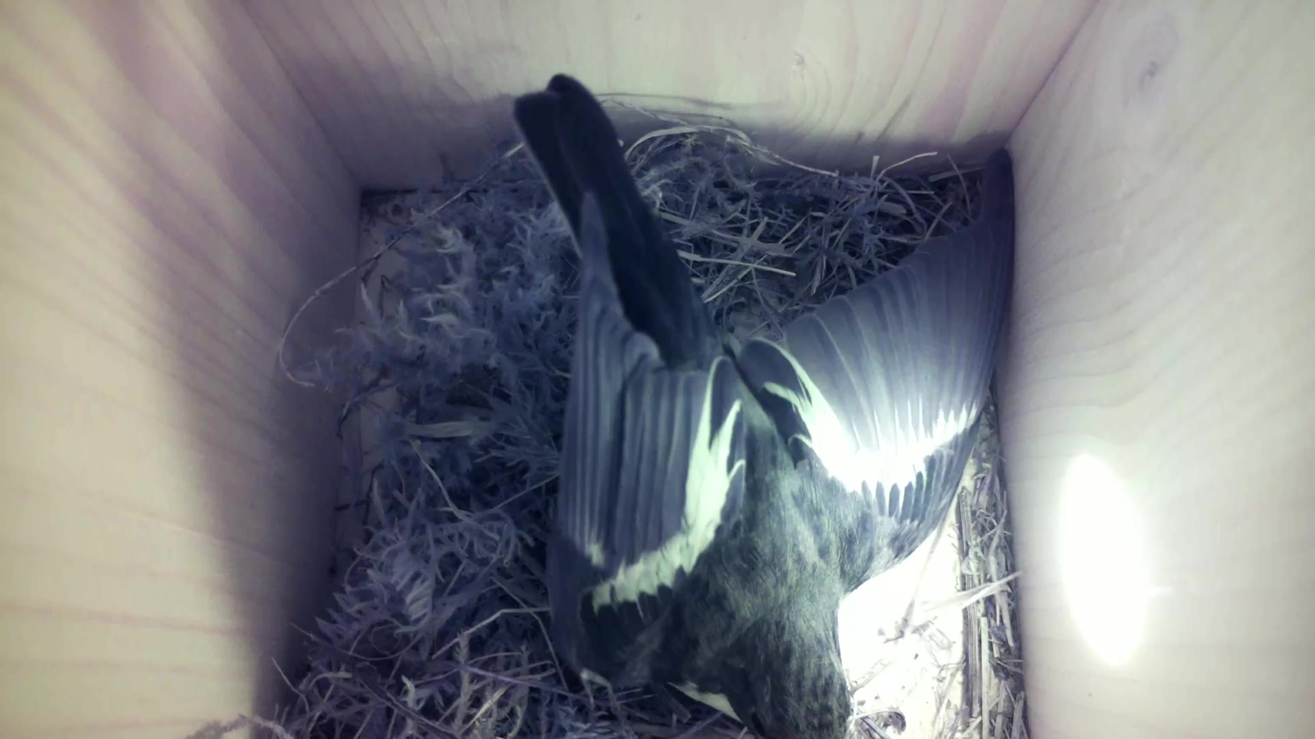 Aufnahme aus dem Vogelhaus