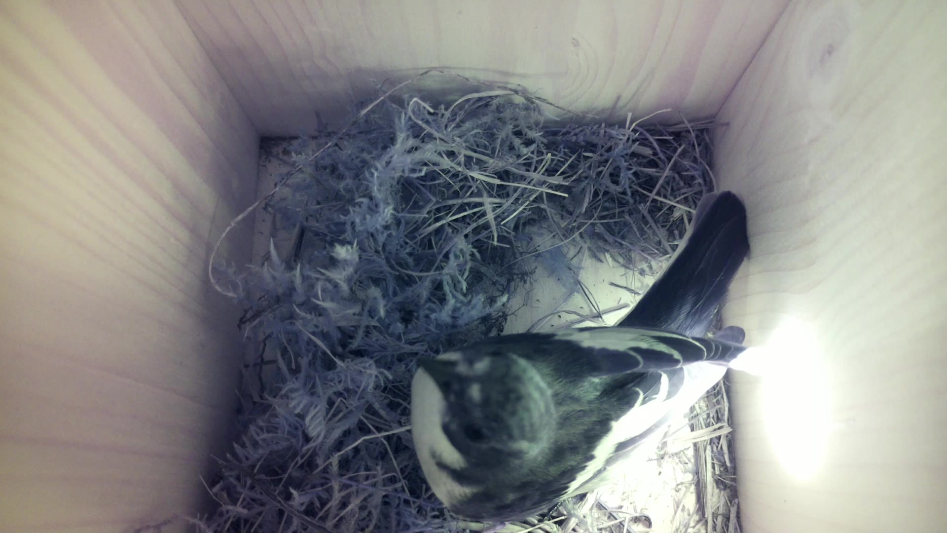 Aufnahme aus dem Vogelhaus