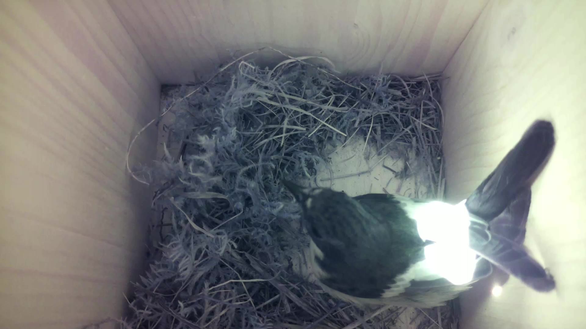 Aufnahme aus dem Vogelhaus