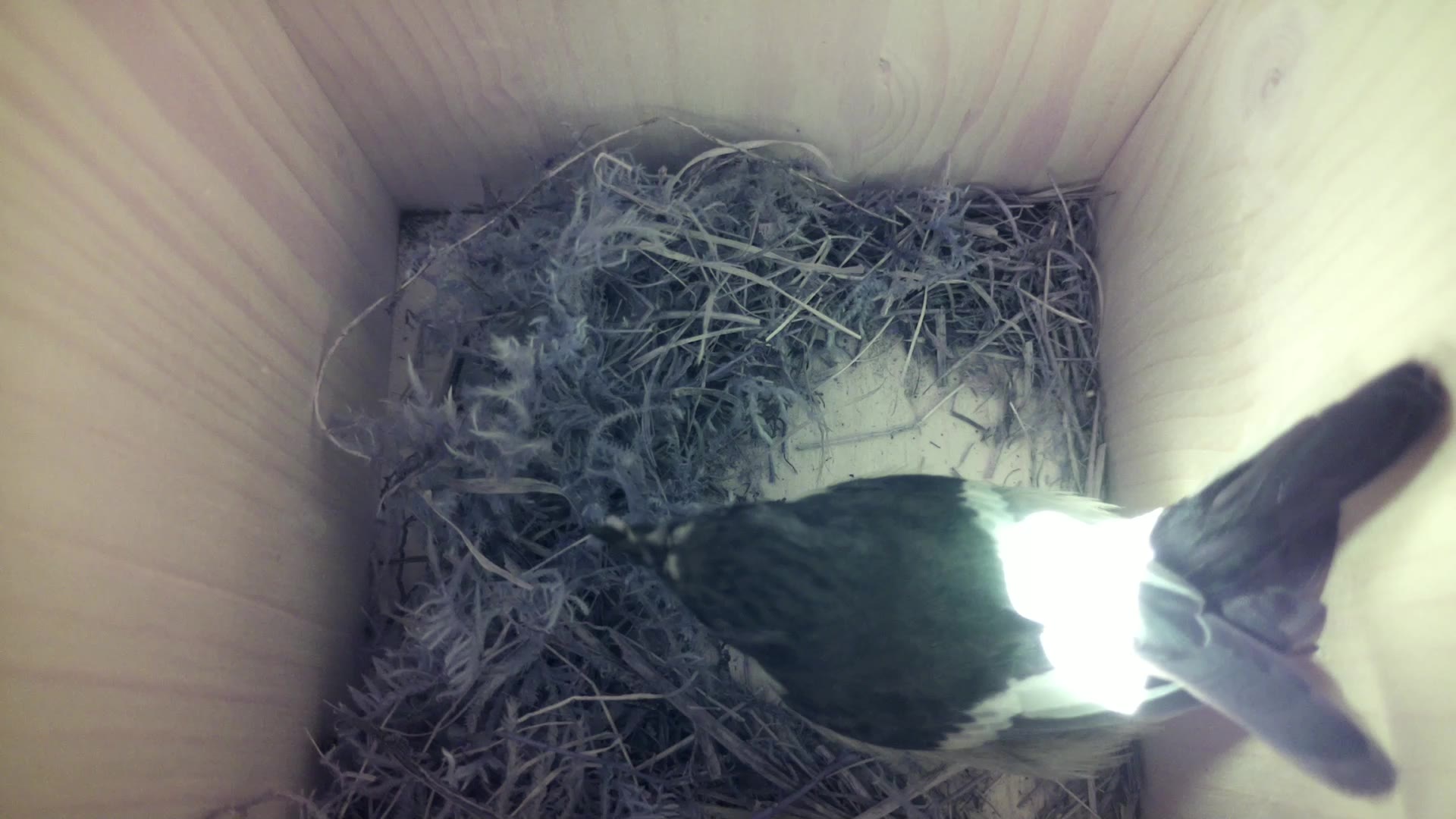 Aufnahme aus dem Vogelhaus