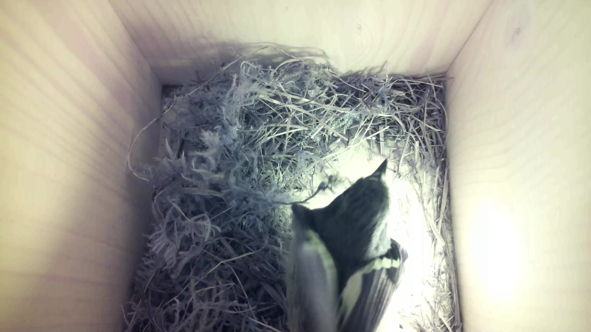 Aufnahme aus dem Vogelhaus
