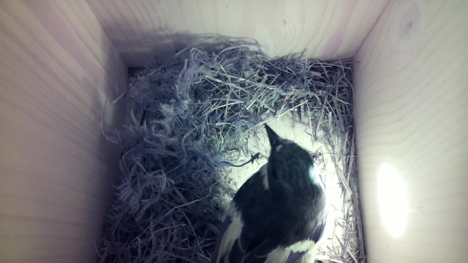 Aufnahme aus dem Vogelhaus