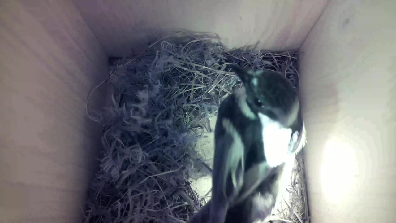 Aufnahme aus dem Vogelhaus