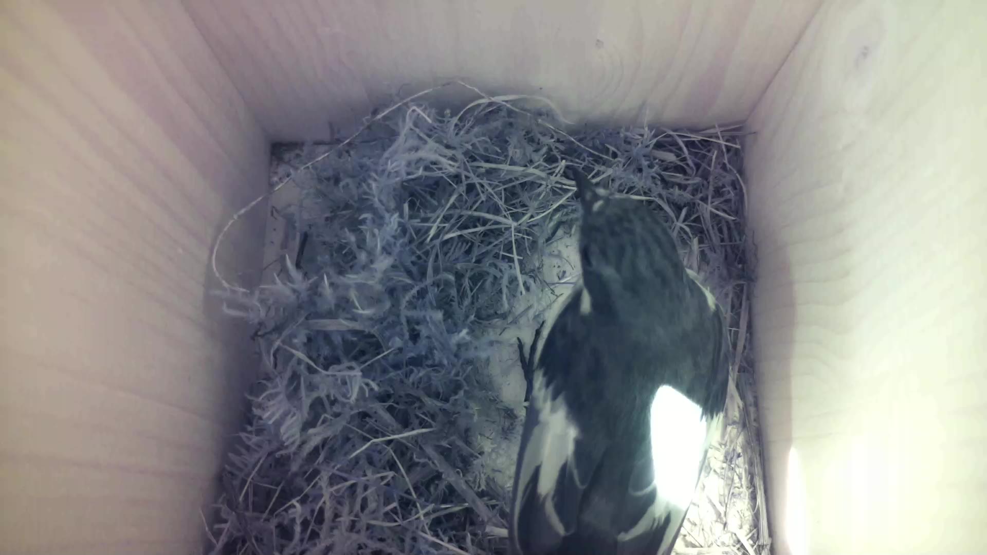 Aufnahme aus dem Vogelhaus