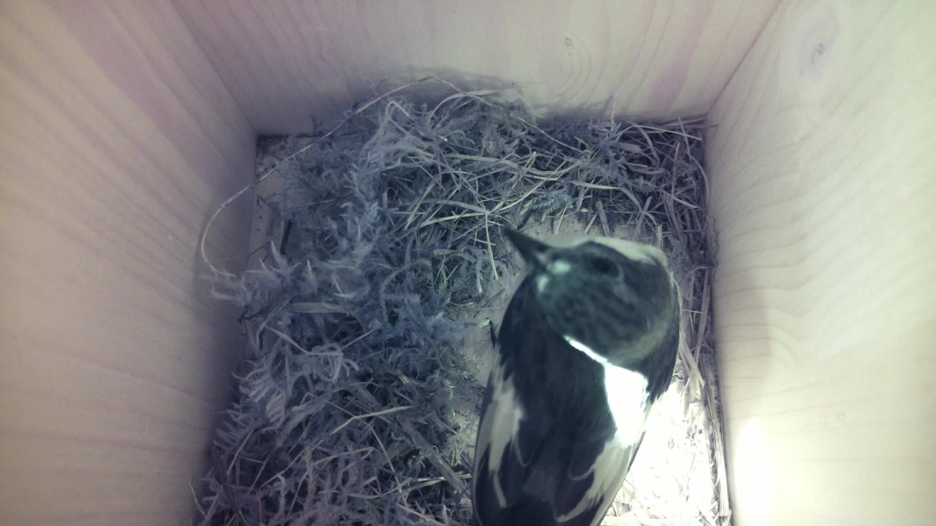 Aufnahme aus dem Vogelhaus