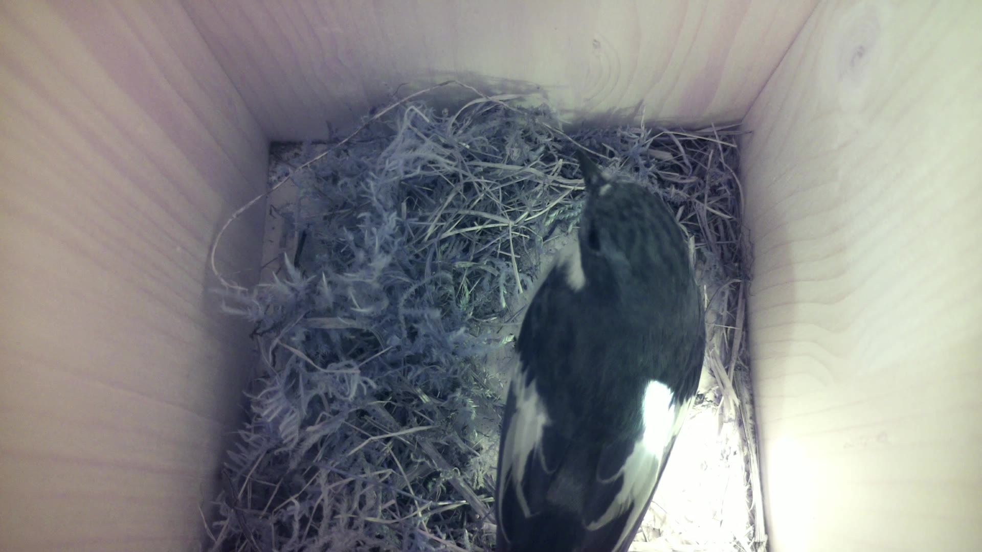 Aufnahme aus dem Vogelhaus