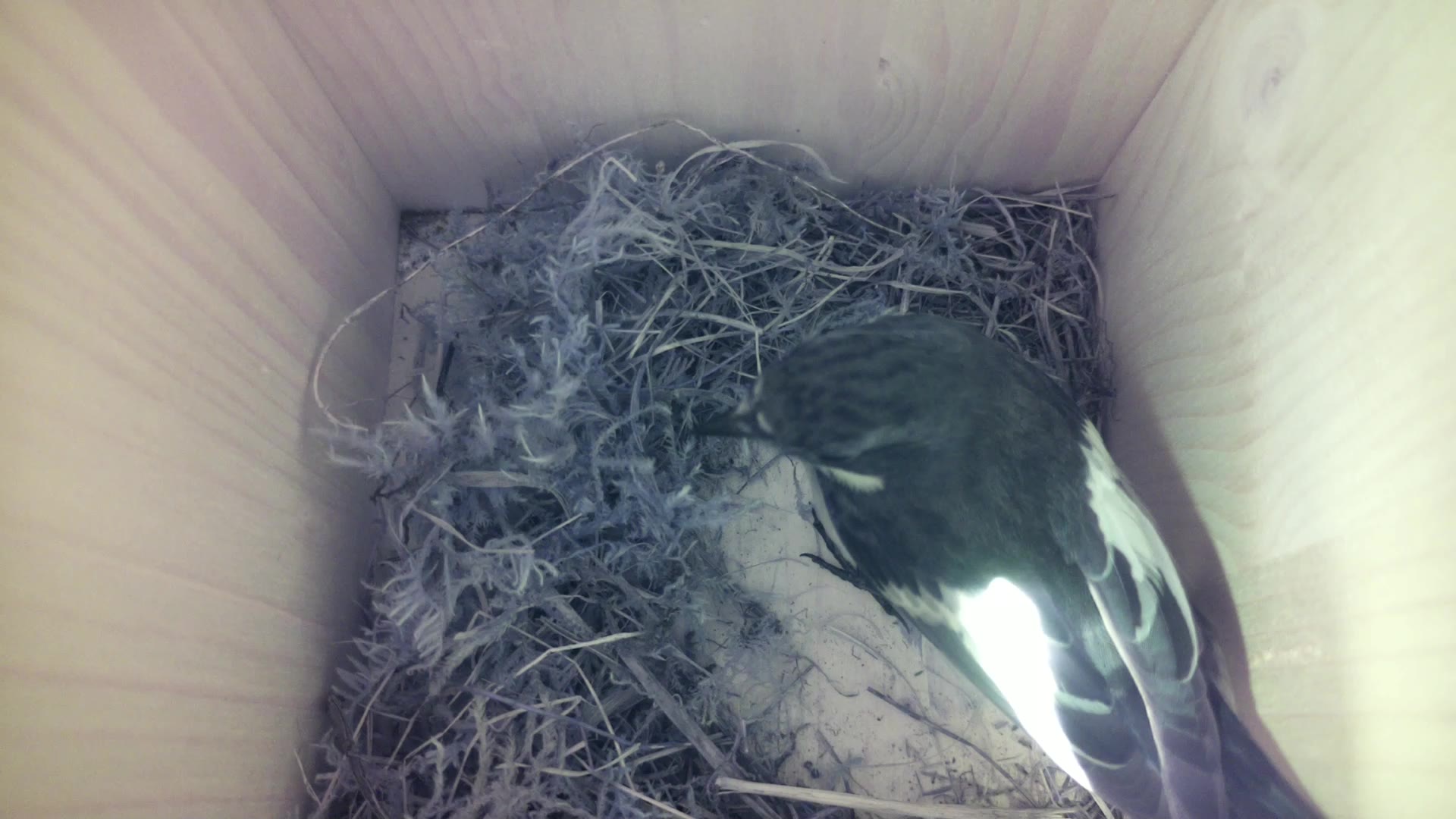 Aufnahme aus dem Vogelhaus