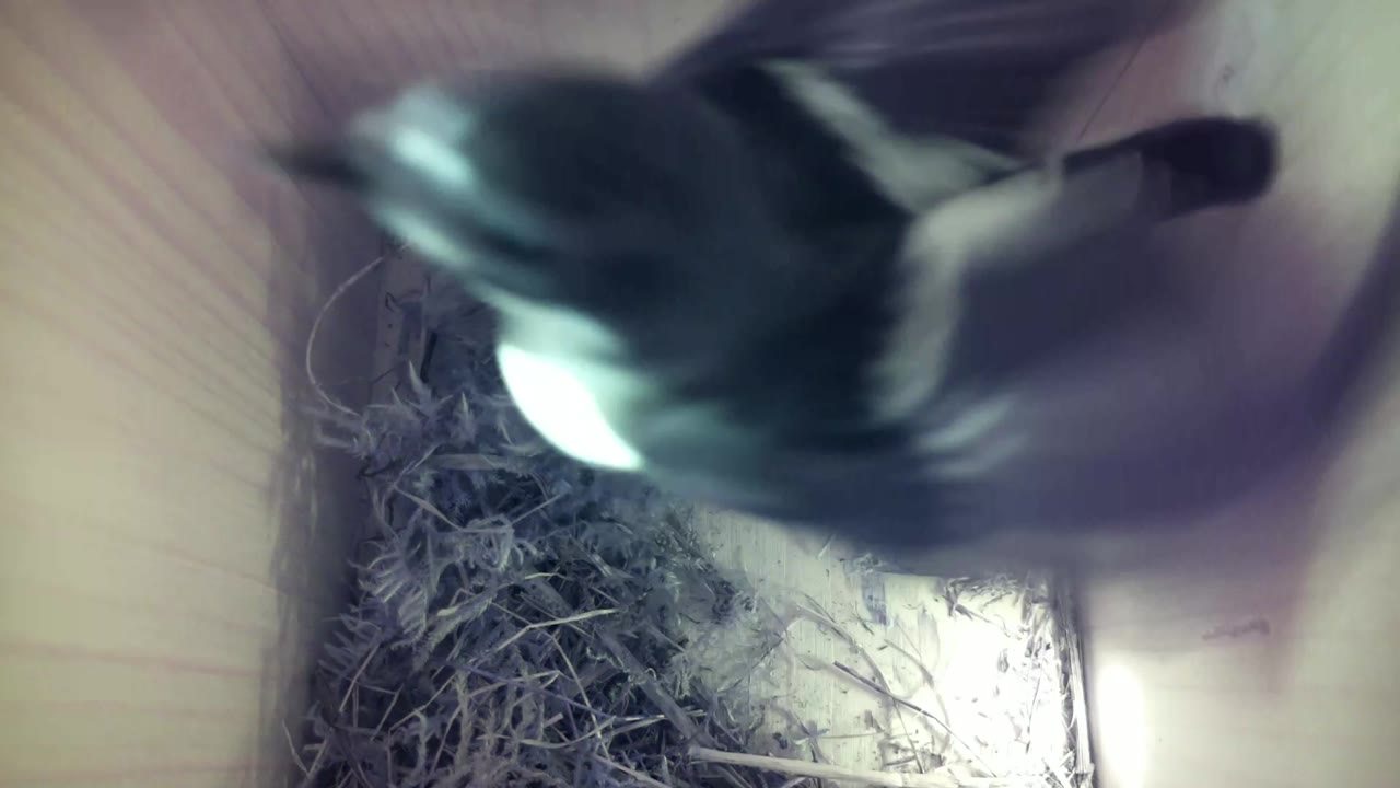 Aufnahme aus dem Vogelhaus