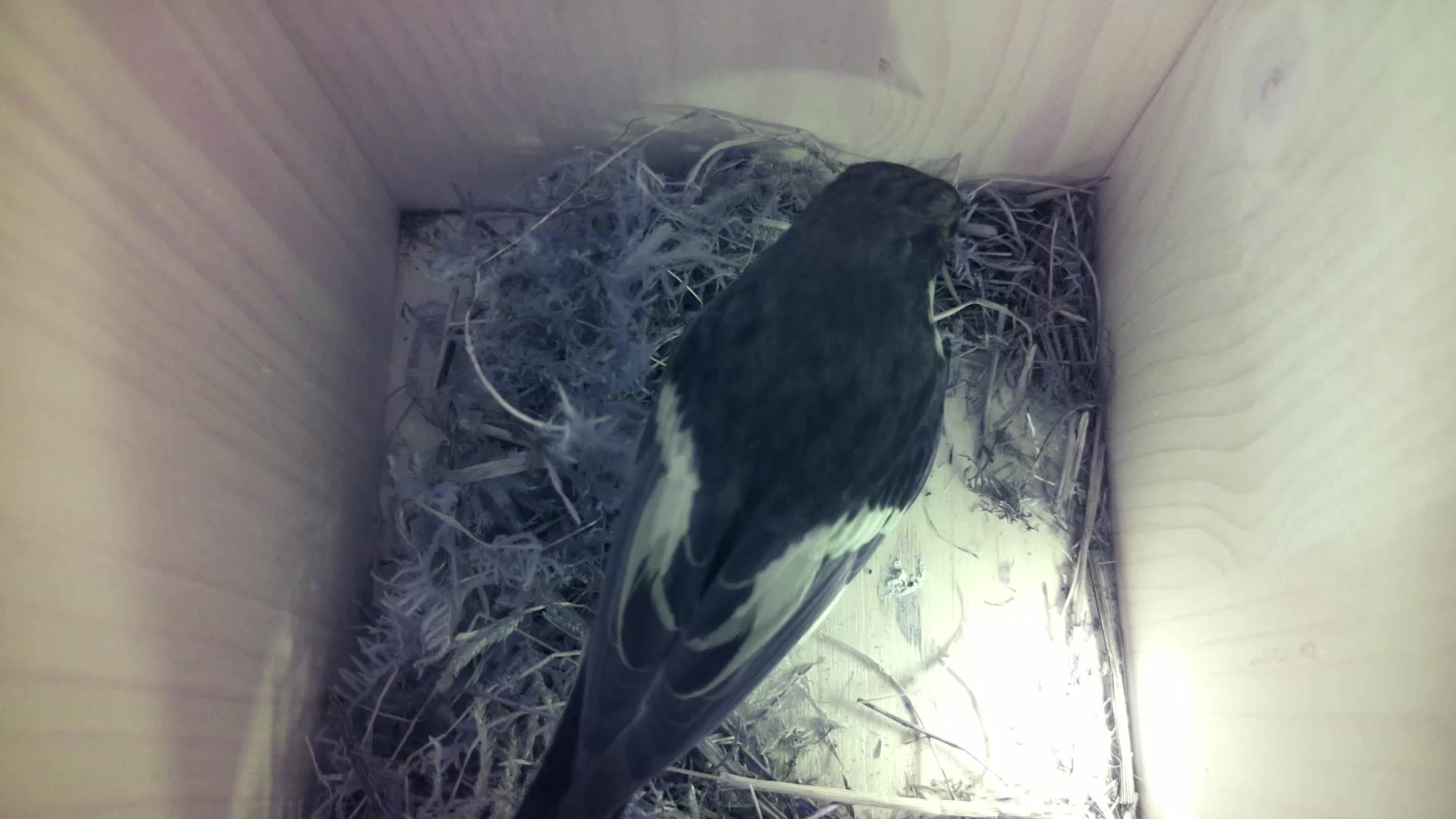 Aufnahme aus dem Vogelhaus