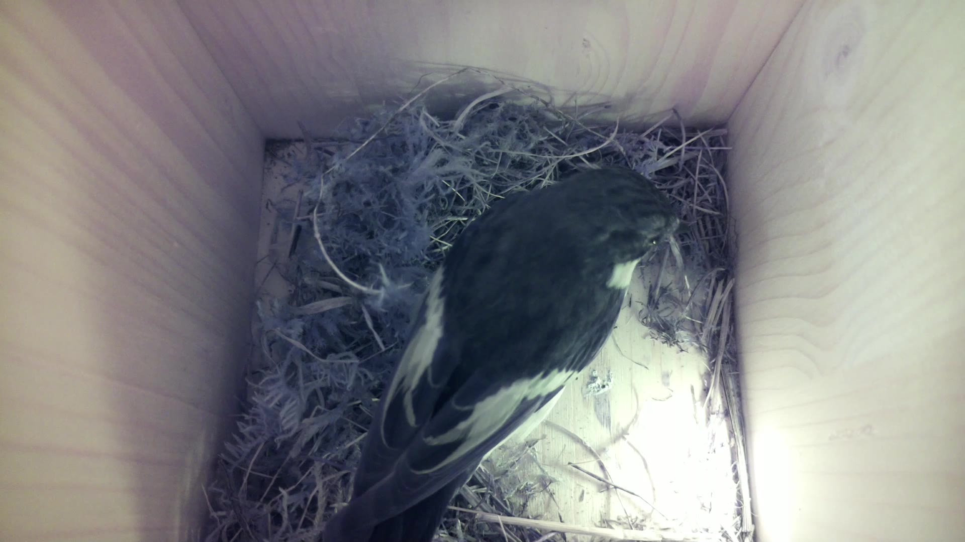Aufnahme aus dem Vogelhaus