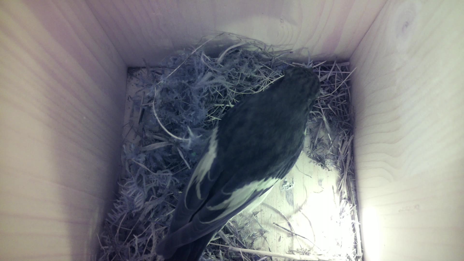Aufnahme aus dem Vogelhaus