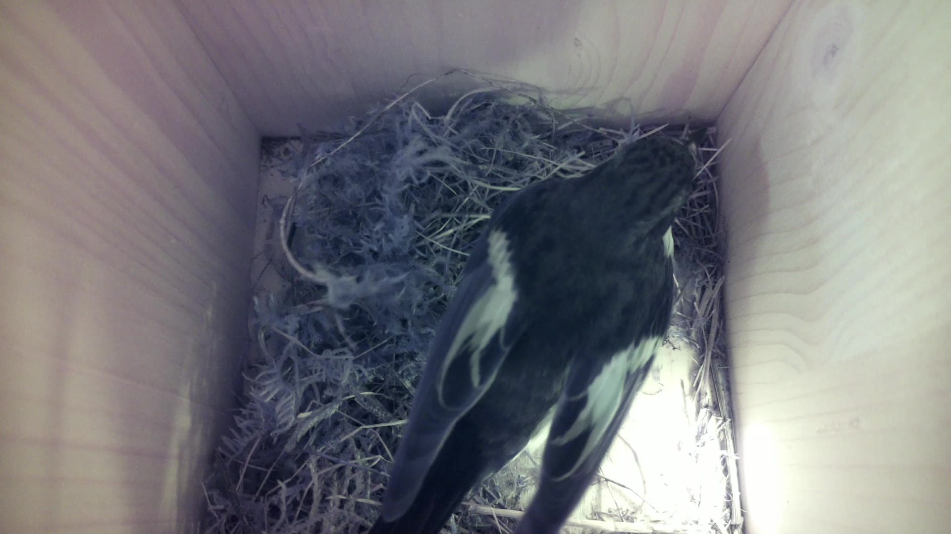 Aufnahme aus dem Vogelhaus