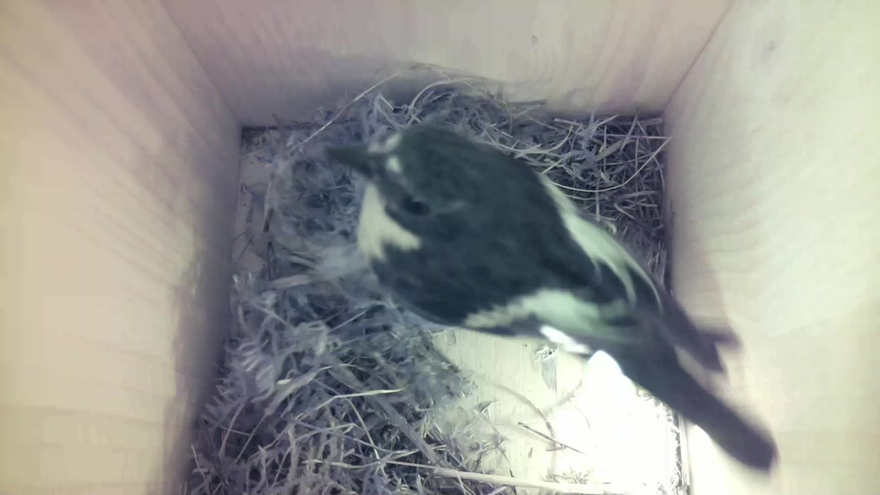 Aufnahme aus dem Vogelhaus