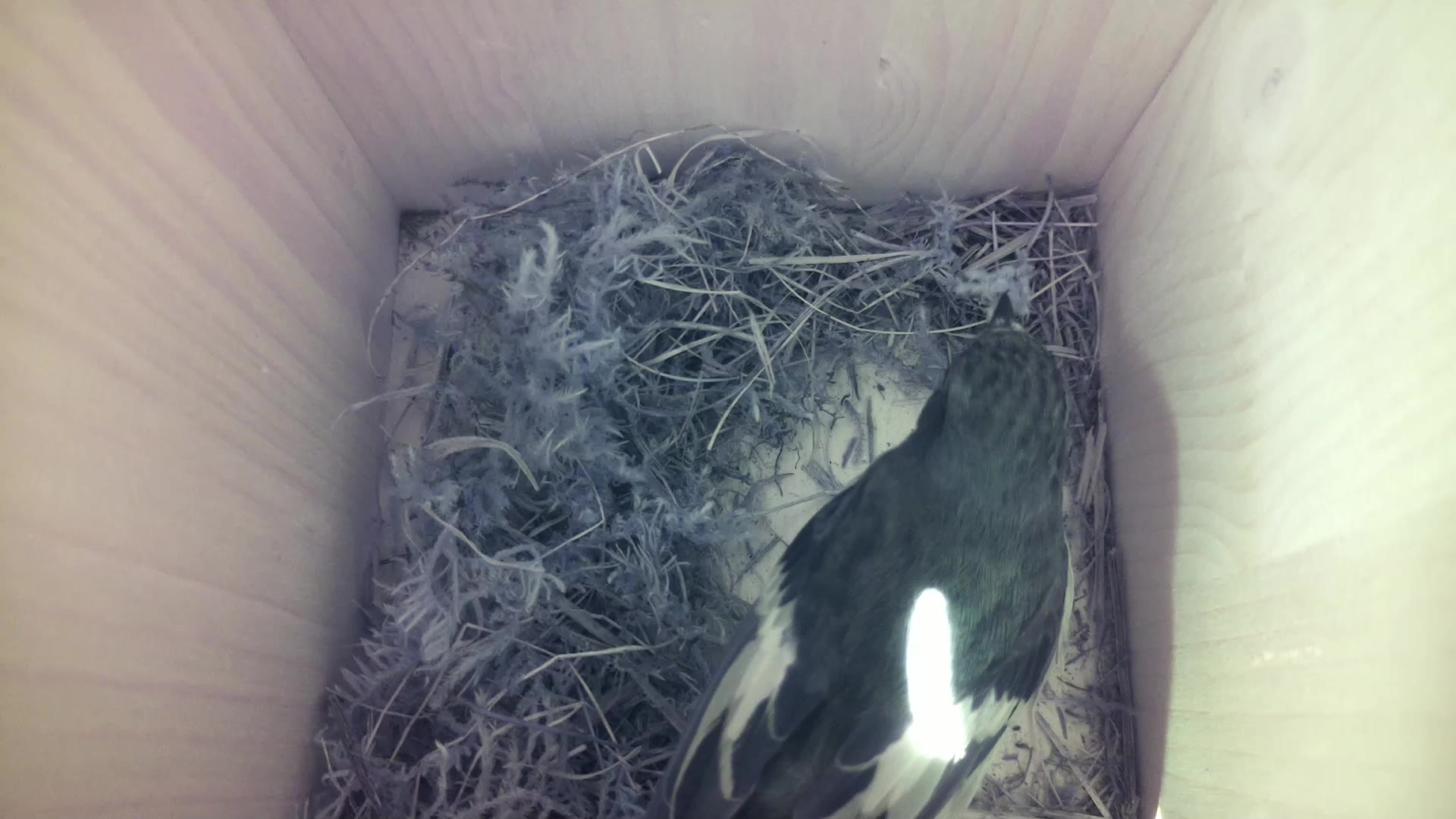 Aufnahme aus dem Vogelhaus