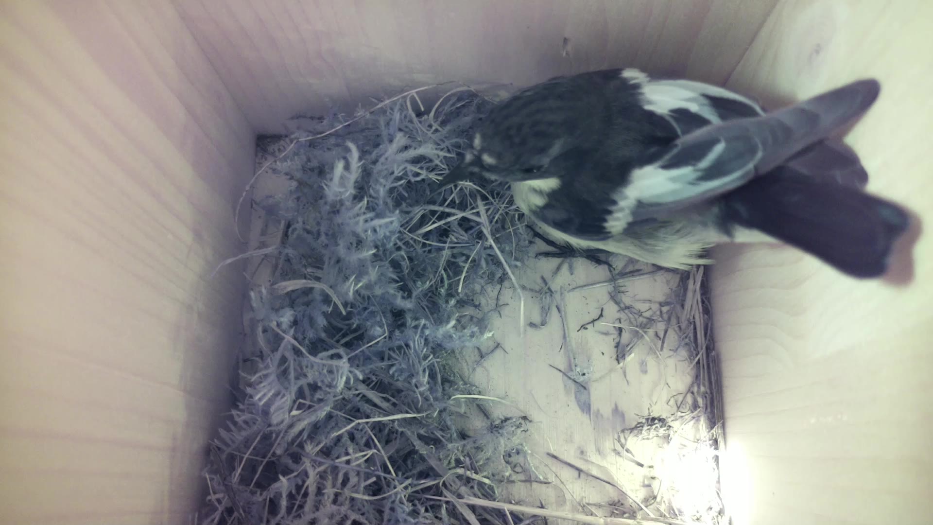 Aufnahme aus dem Vogelhaus