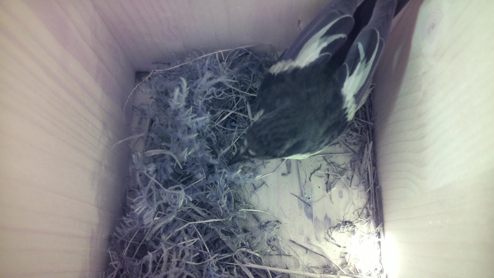 Aufnahme aus dem Vogelhaus