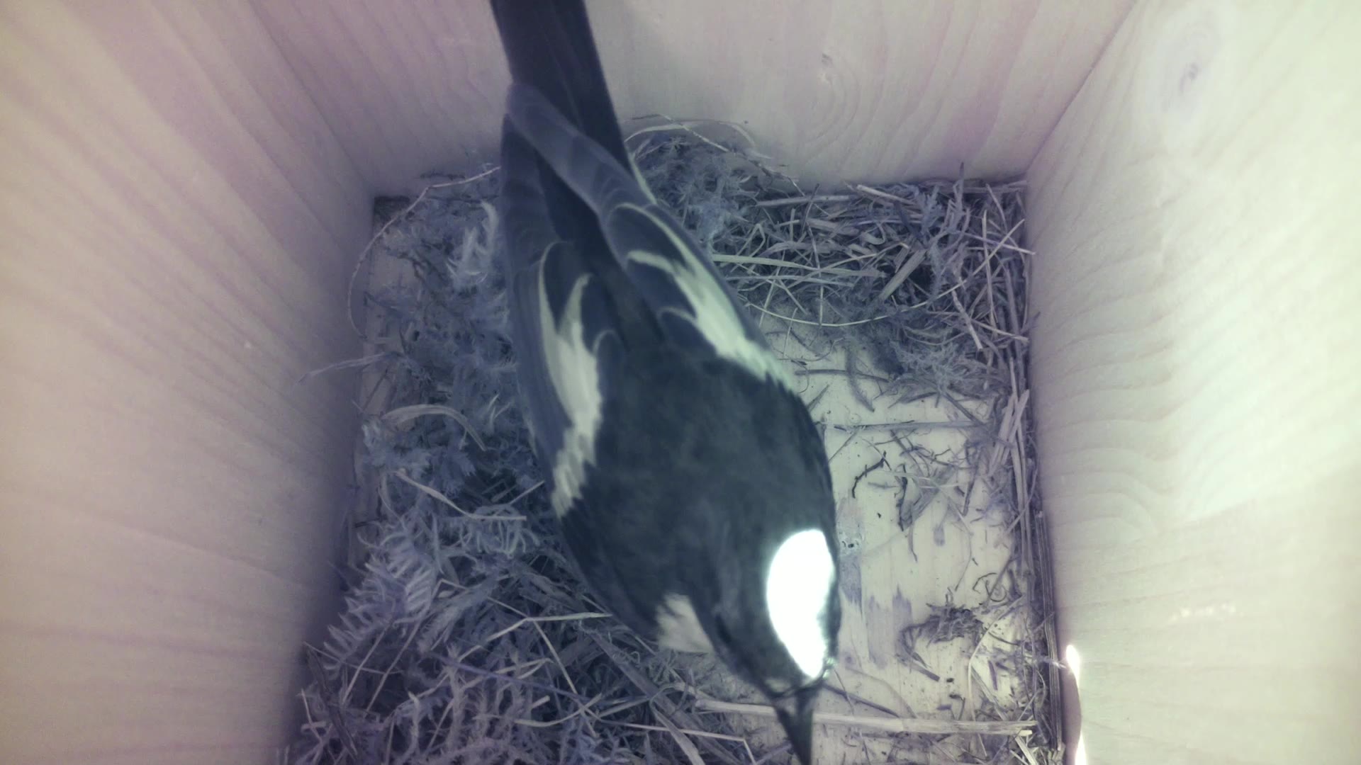 Aufnahme aus dem Vogelhaus