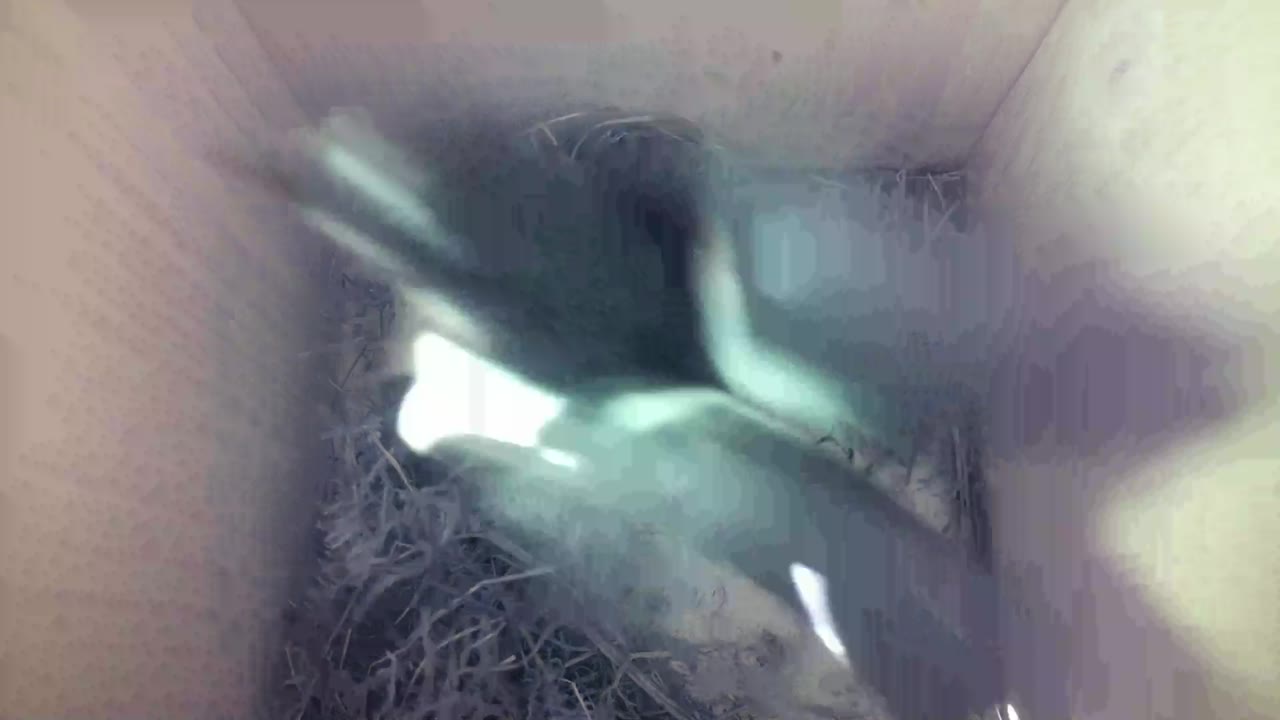 Aufnahme aus dem Vogelhaus