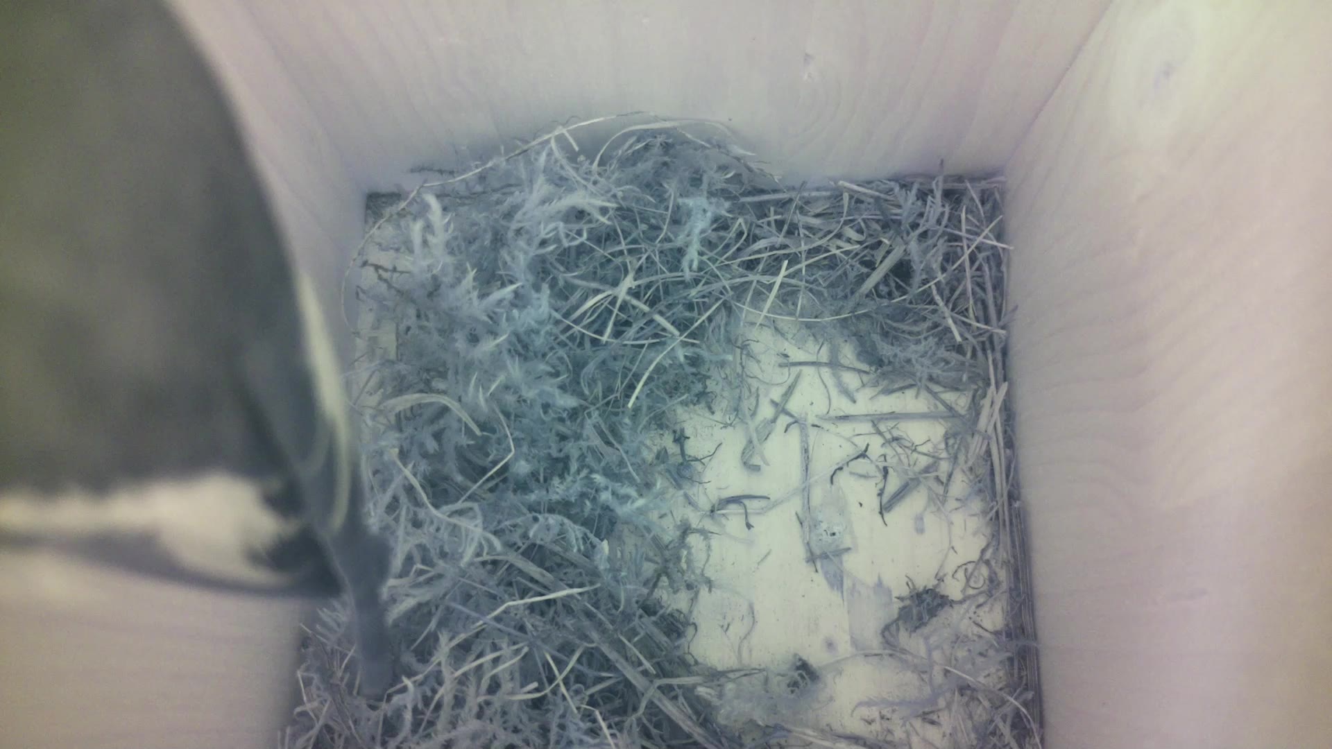 Aufnahme aus dem Vogelhaus