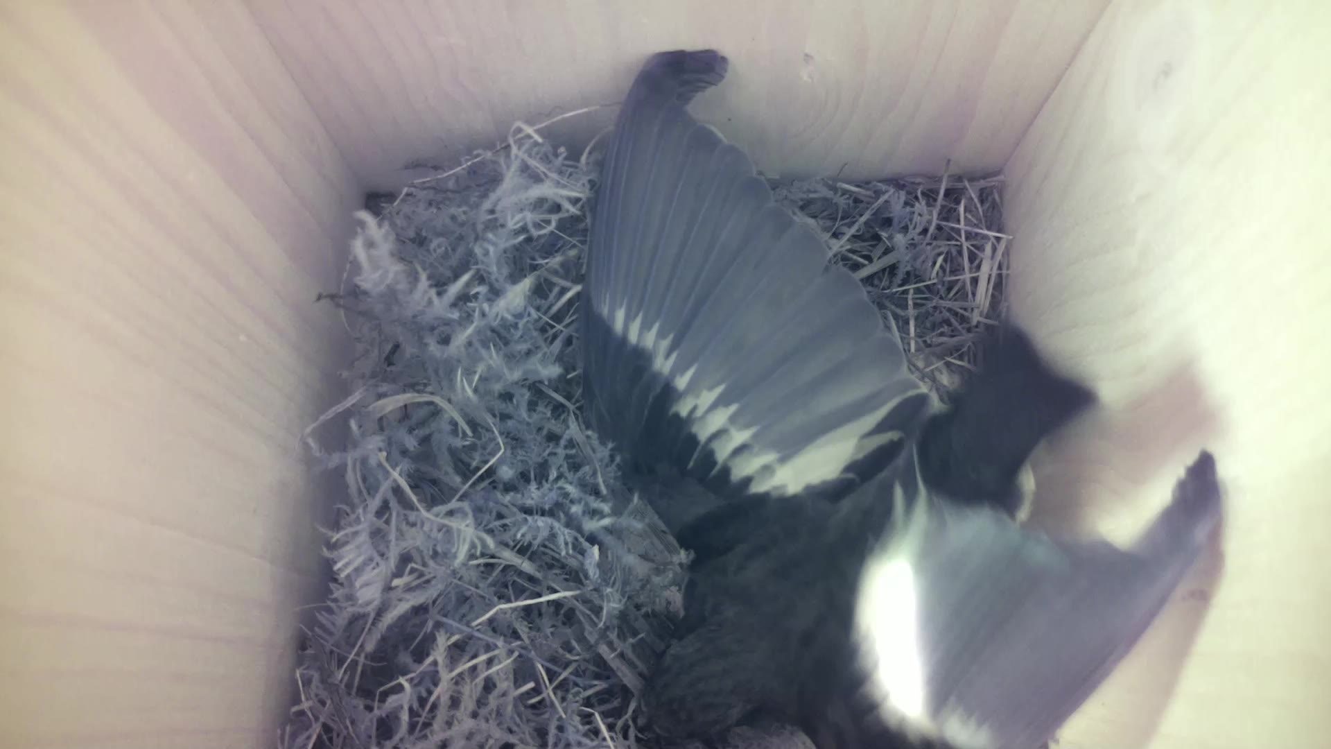 Aufnahme aus dem Vogelhaus