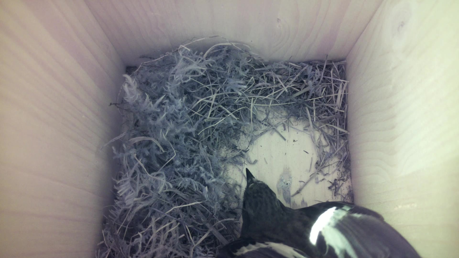 Aufnahme aus dem Vogelhaus