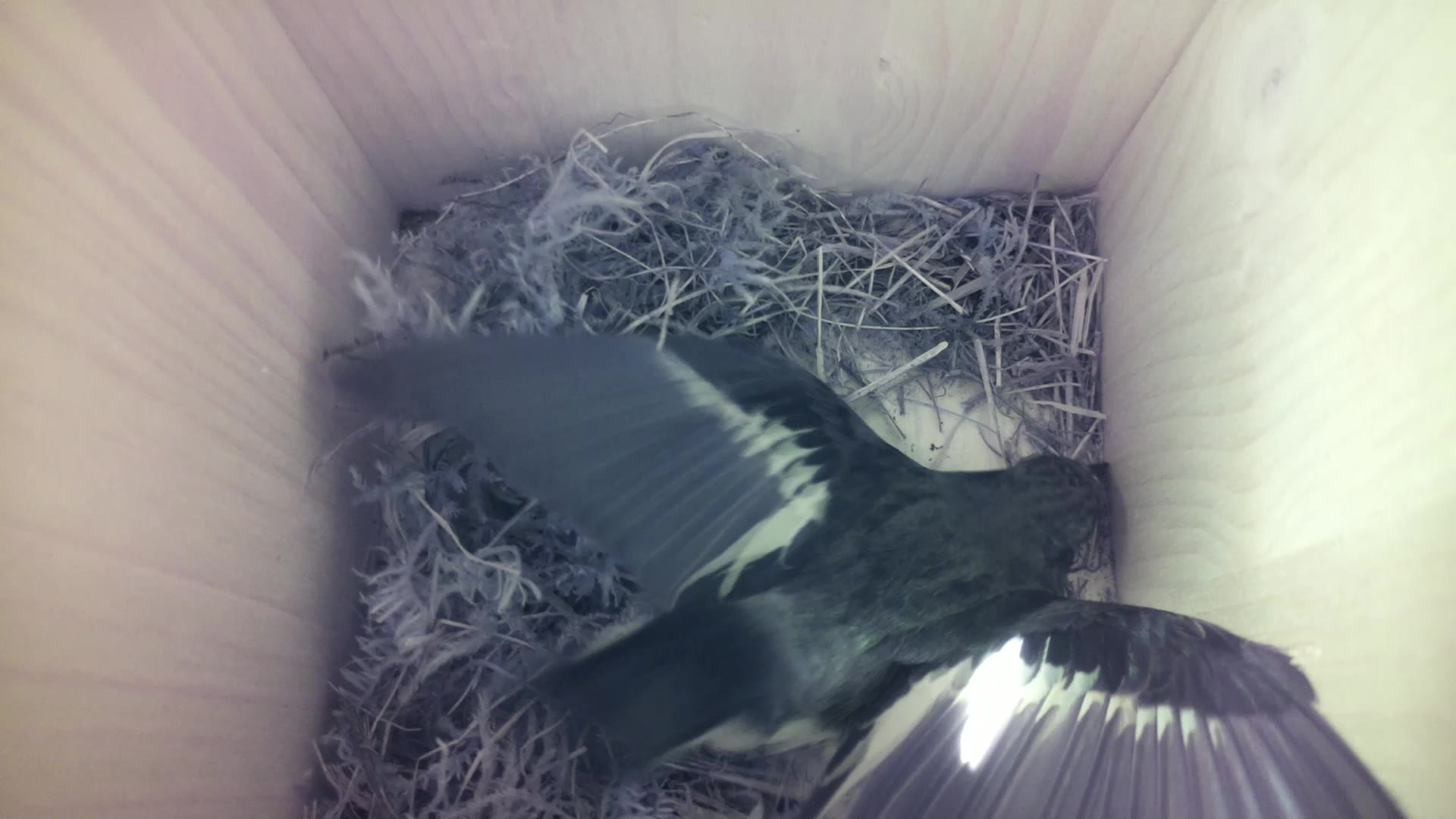 Aufnahme aus dem Vogelhaus