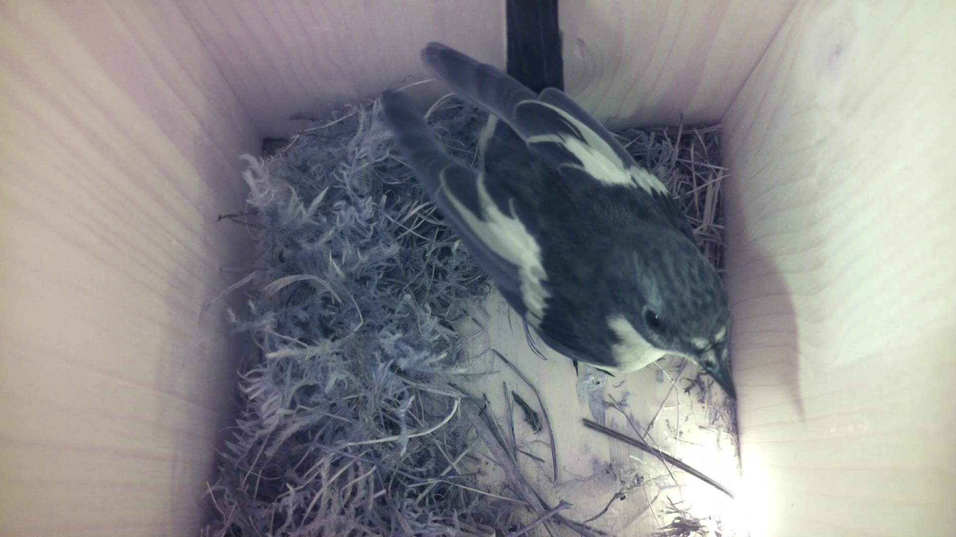 Aufnahme aus dem Vogelhaus
