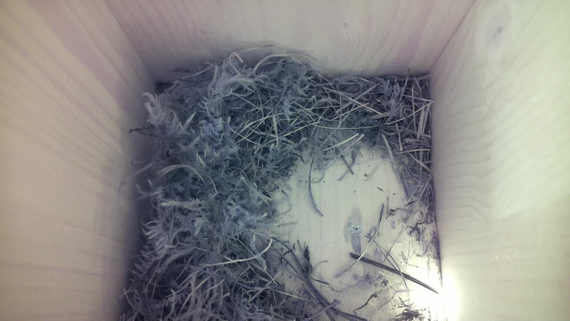 Aufnahme aus dem Vogelhaus