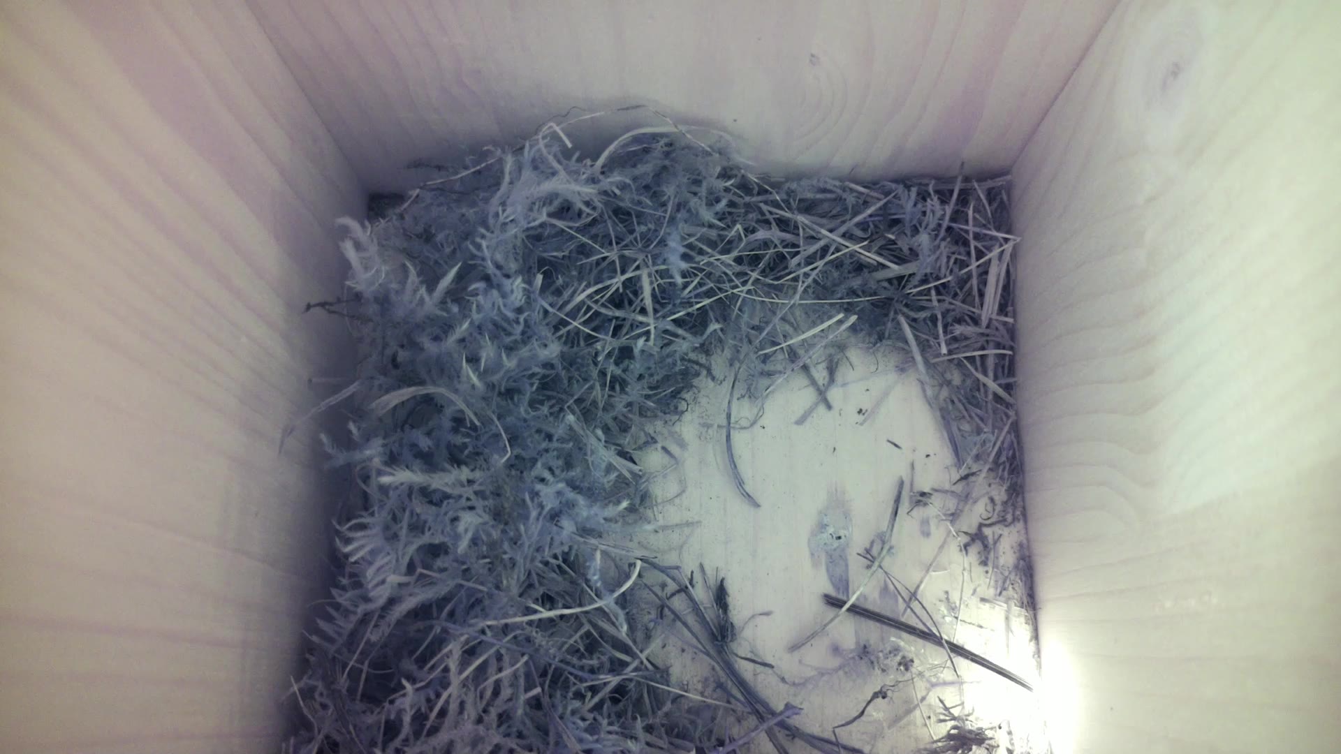 Aufnahme aus dem Vogelhaus
