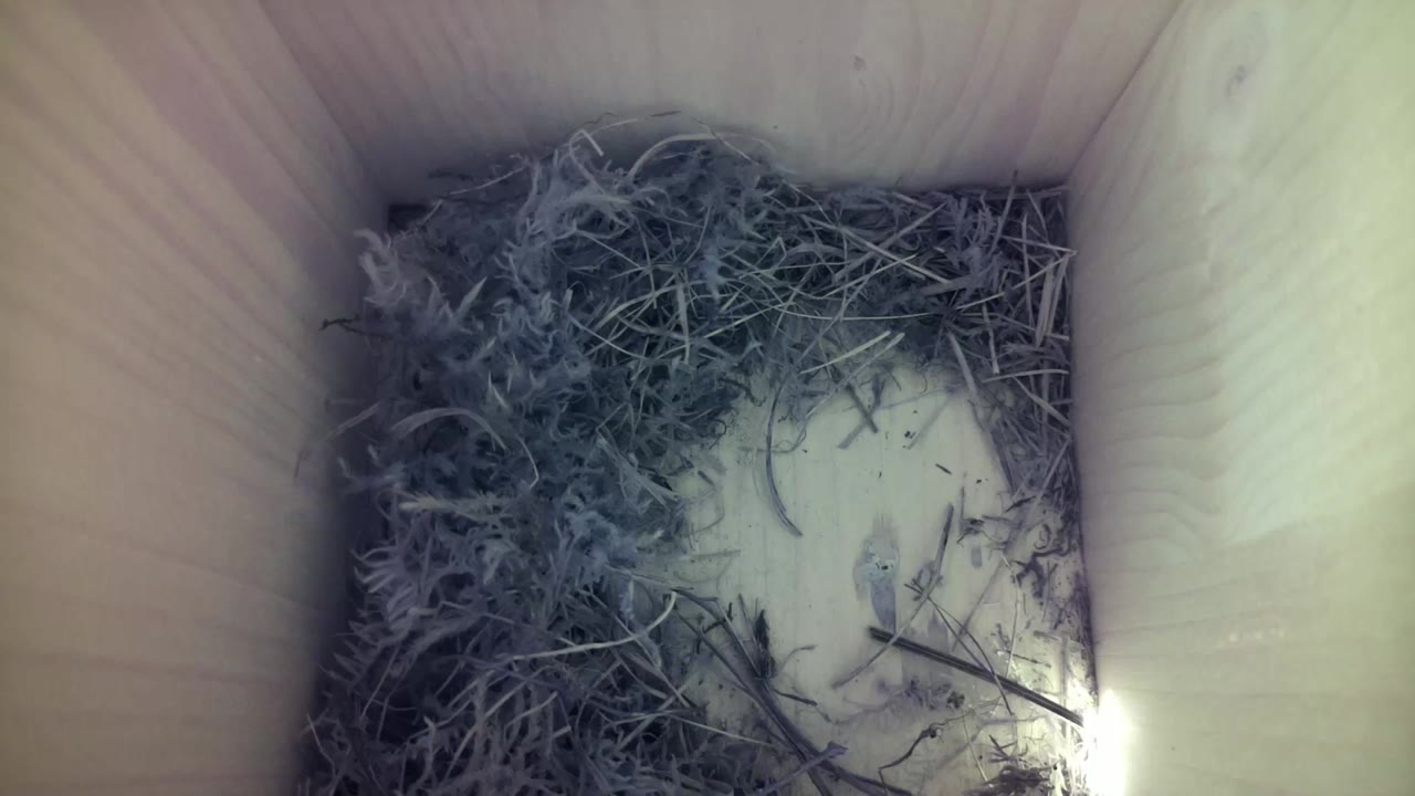 Aufnahme aus dem Vogelhaus