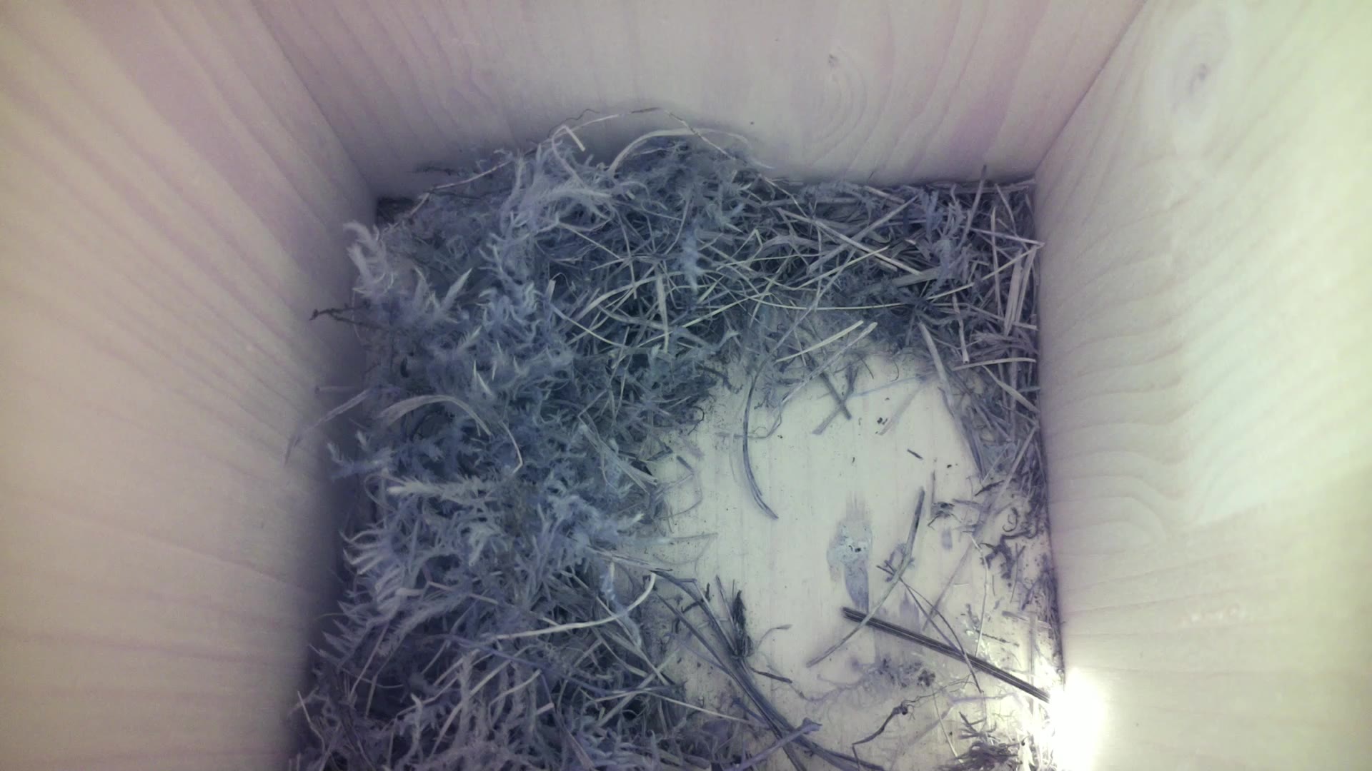 Aufnahme aus dem Vogelhaus