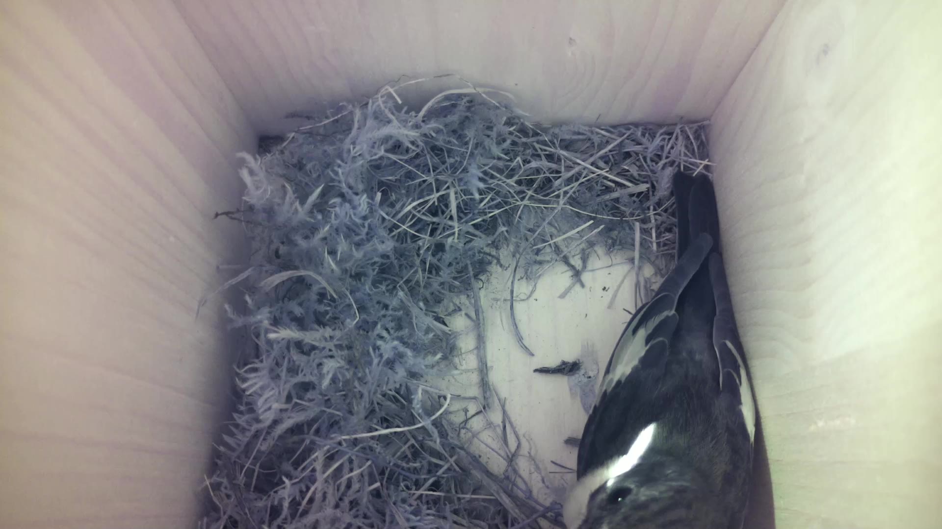 Aufnahme aus dem Vogelhaus