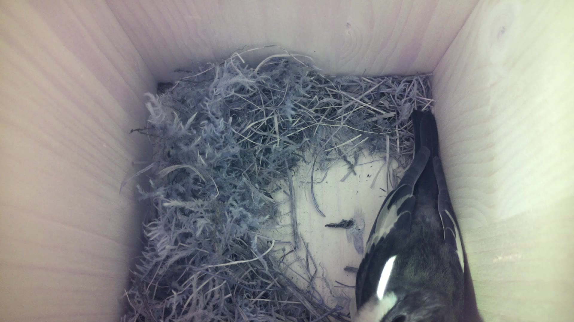 Aufnahme aus dem Vogelhaus