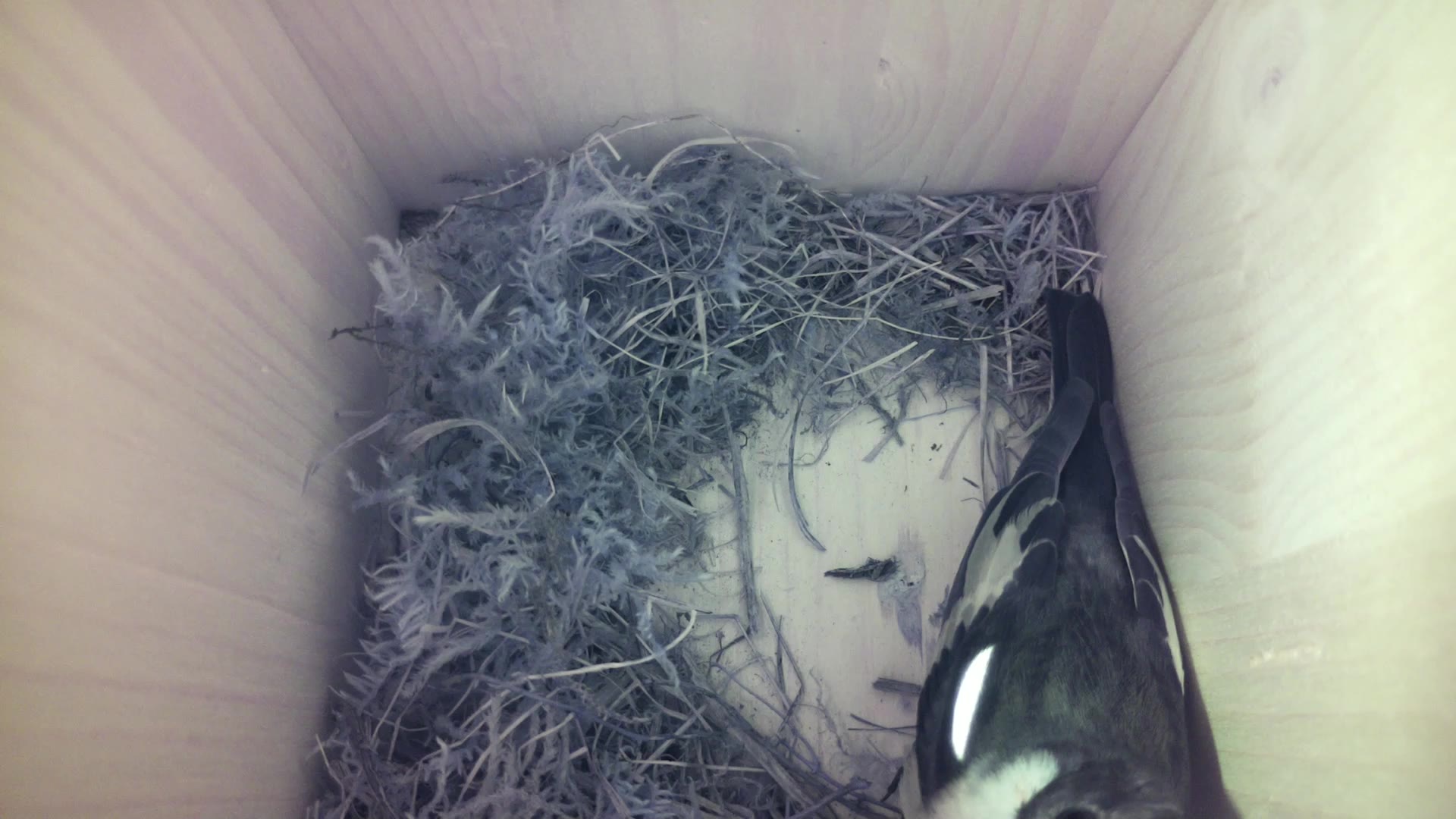 Aufnahme aus dem Vogelhaus