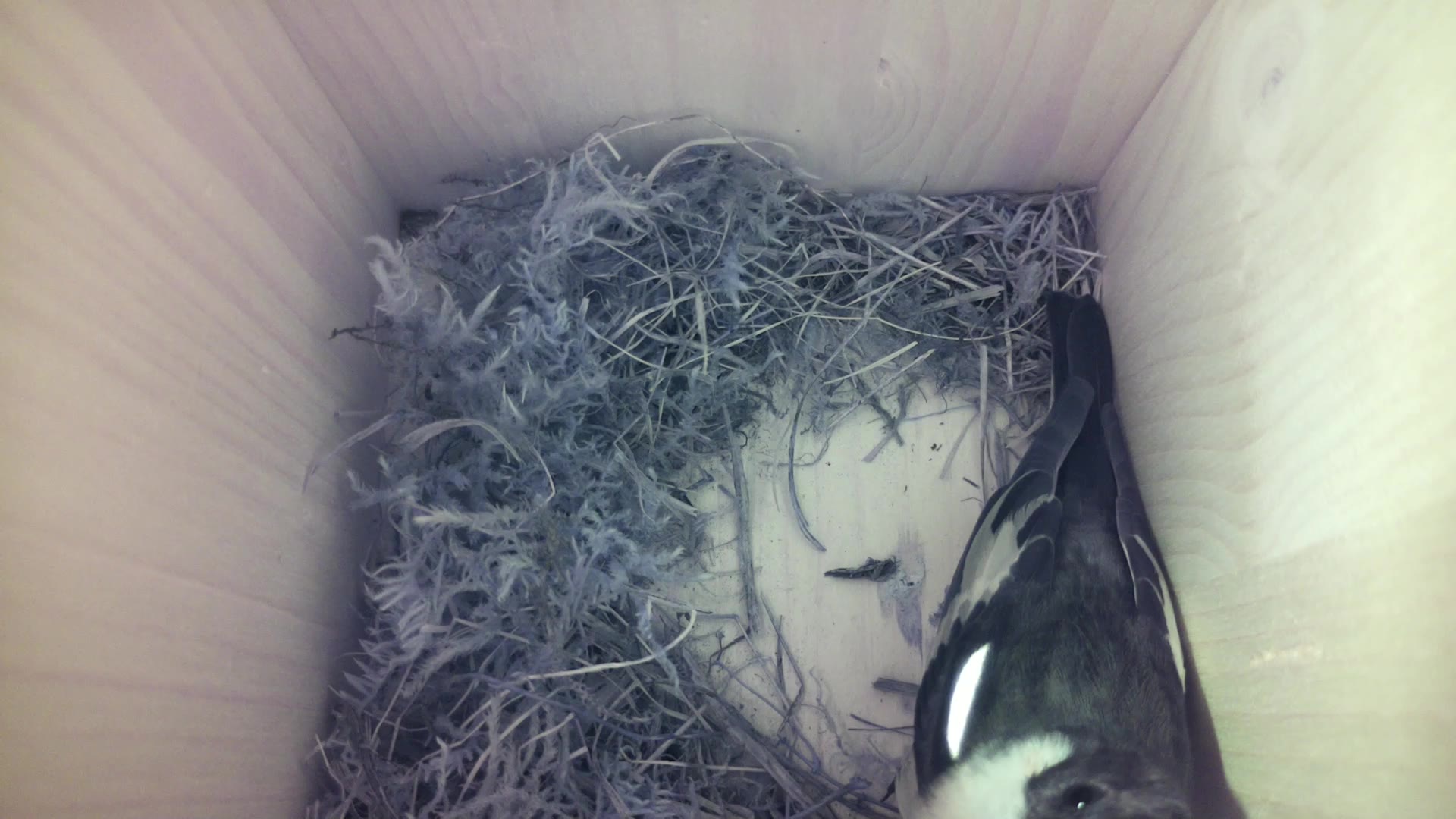 Aufnahme aus dem Vogelhaus