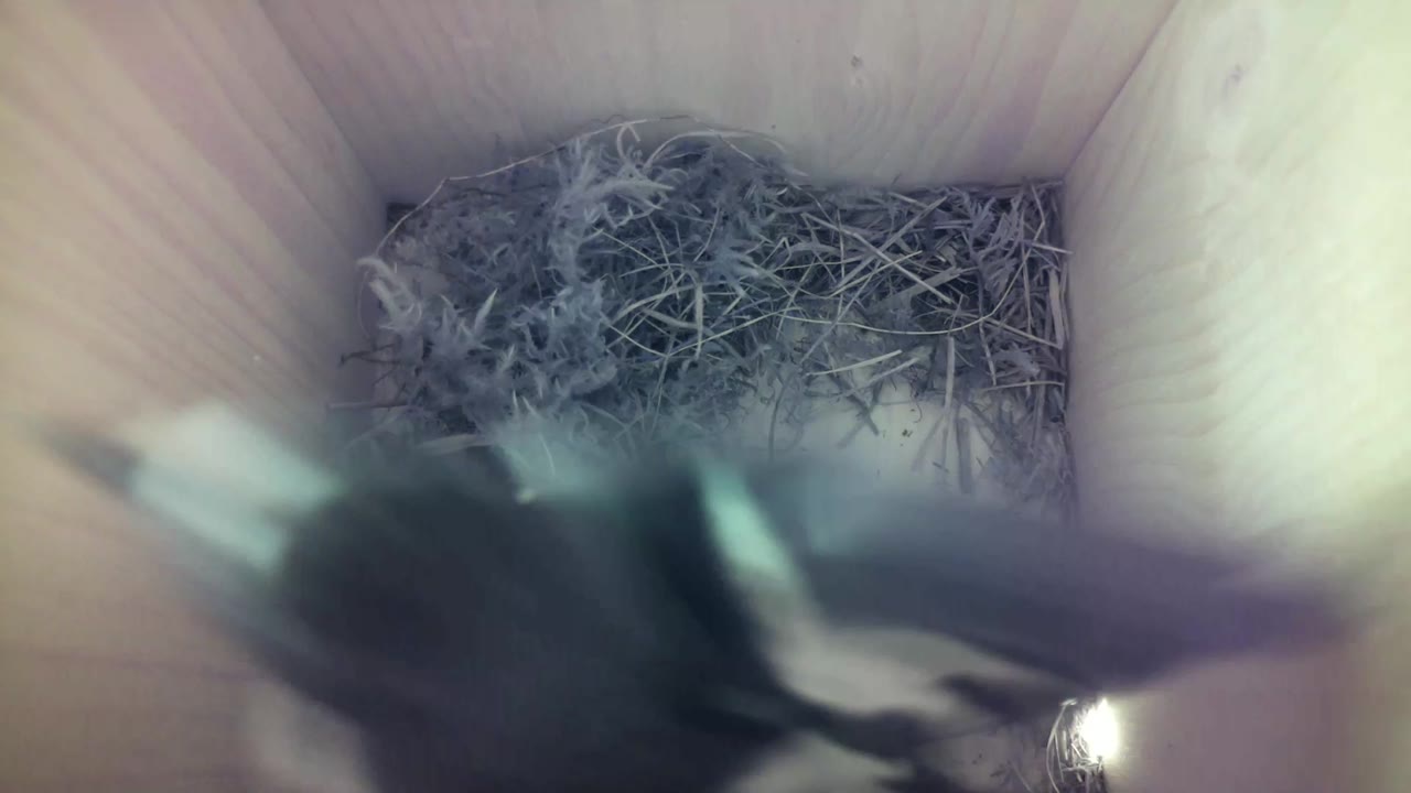 Aufnahme aus dem Vogelhaus
