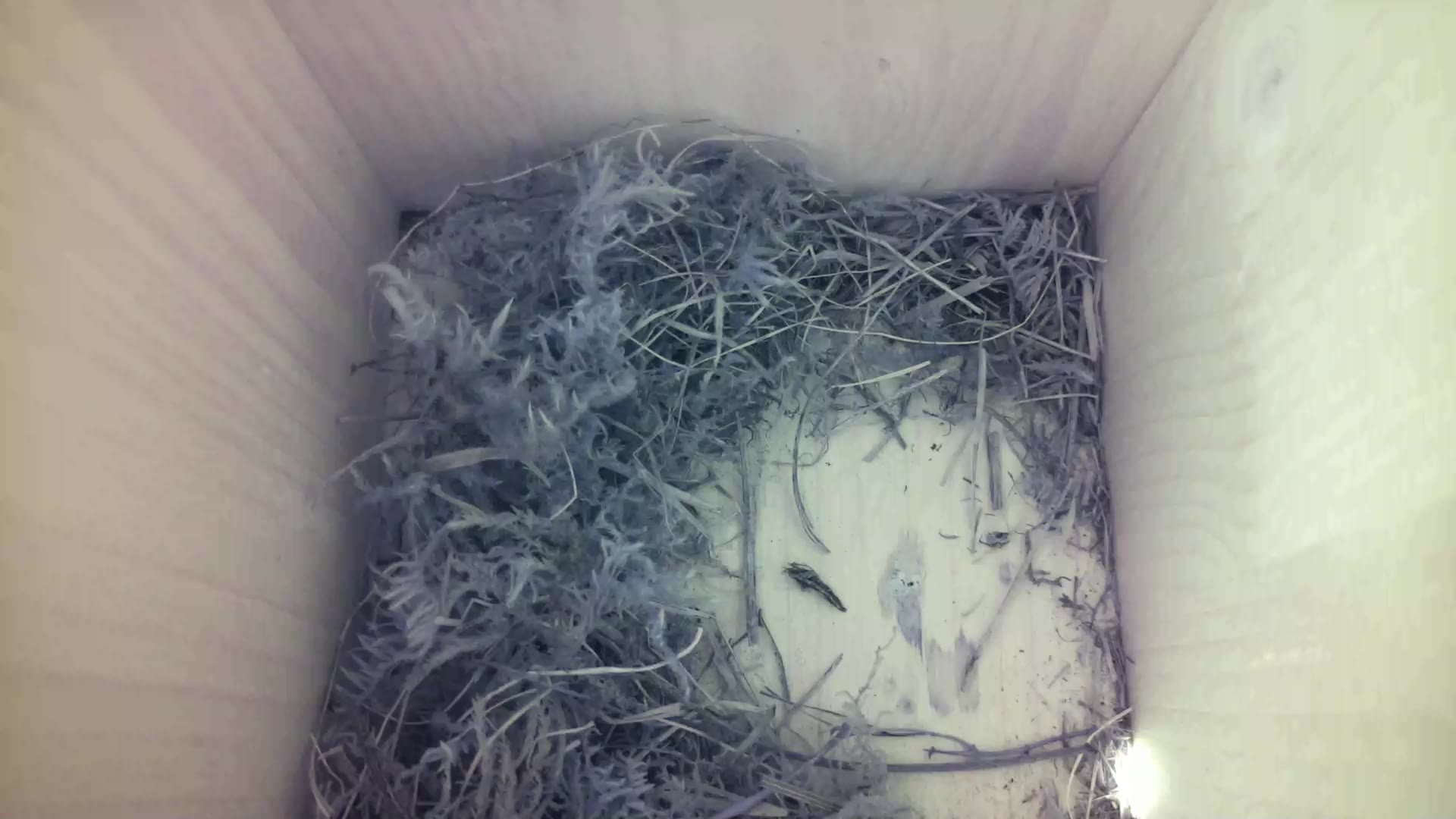 Aufnahme aus dem Vogelhaus