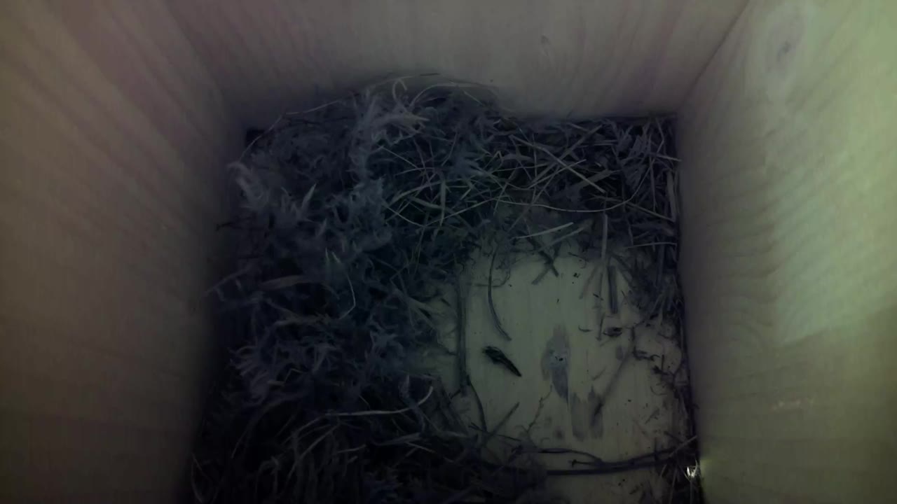 Aufnahme aus dem Vogelhaus